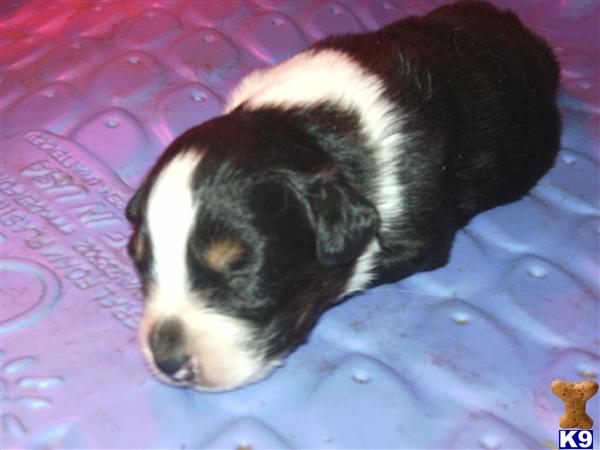 Puppies in IA